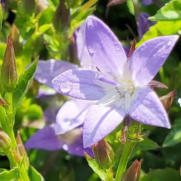 Campanula poscharskyana