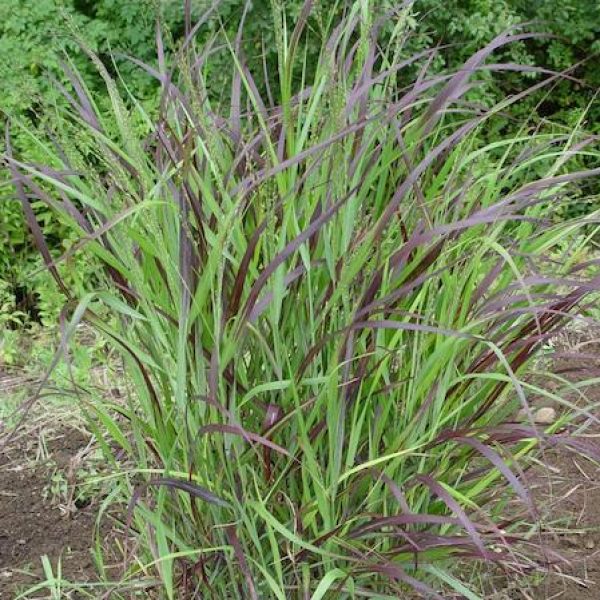Panicum virgatum 'Shenandoah'