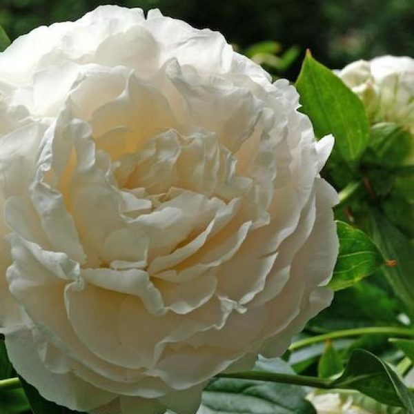 Paeonia lactiflora 'Shirley Temple'