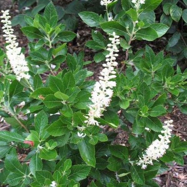 Clethra alnifolia 'Sixteen Candles'