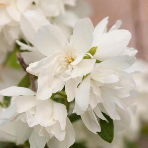 Philadelphus 'Snowbelle'