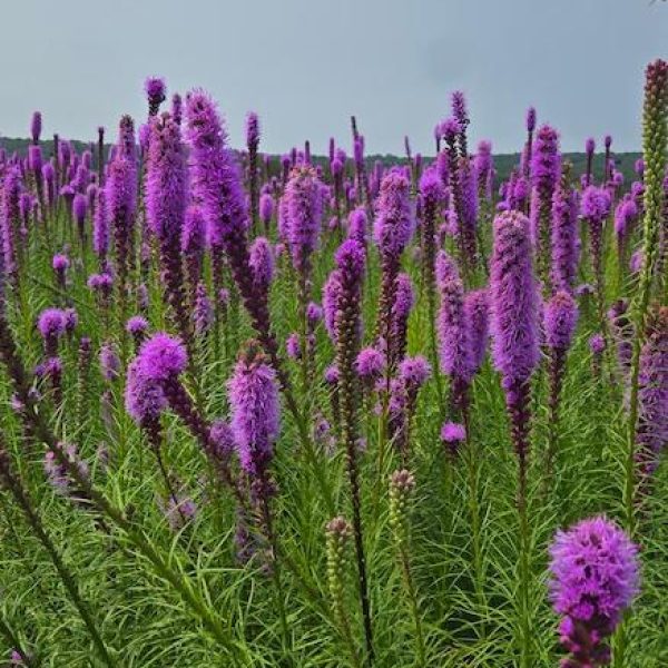 Liatris spicata