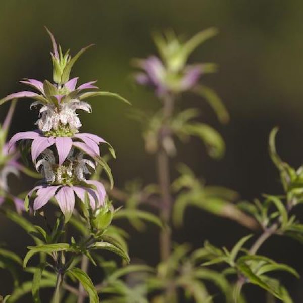 Monarda punctata