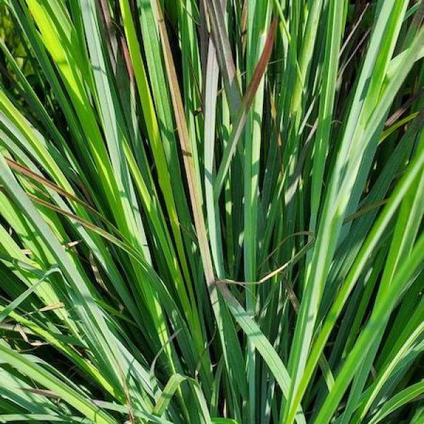 Schizachyrium scoparium 'Standing Ovation'