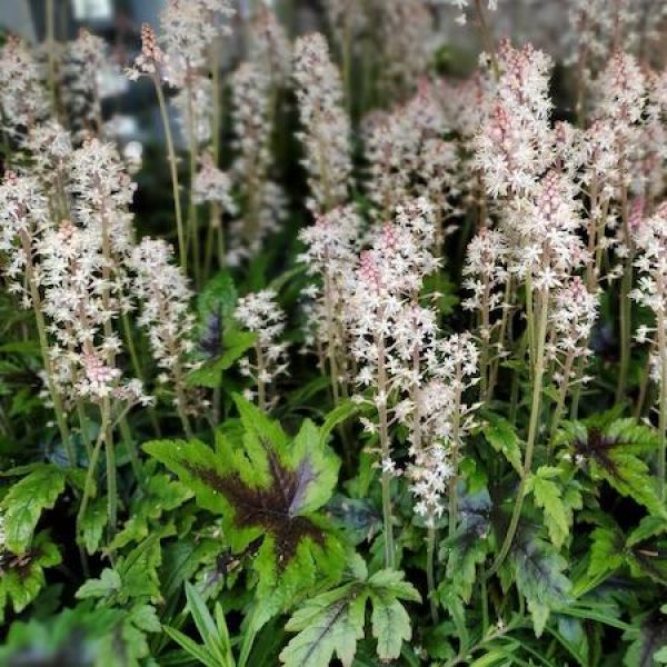 Tiarella x 'Sugar & Spice'
