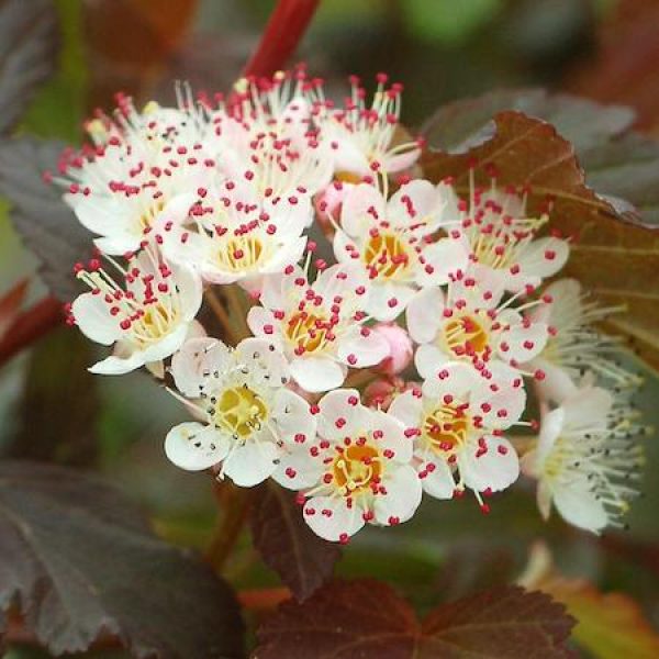 Physocarpus opulifolius 'Summer Wine'
