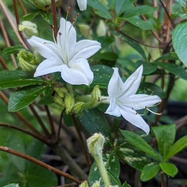 Azalea viscosum