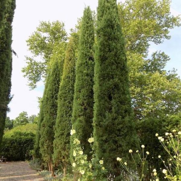 Juniperus virginiana 'Taylor'