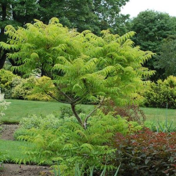 Rhus typhina 'Tiger Eyes'