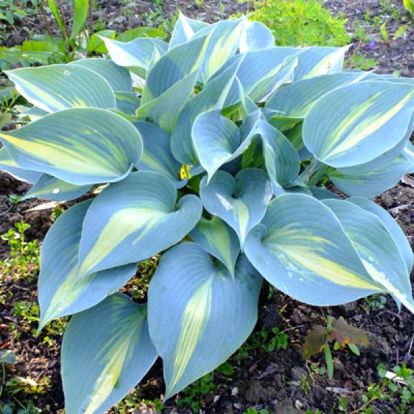 Hosta x 'Touch of Class'