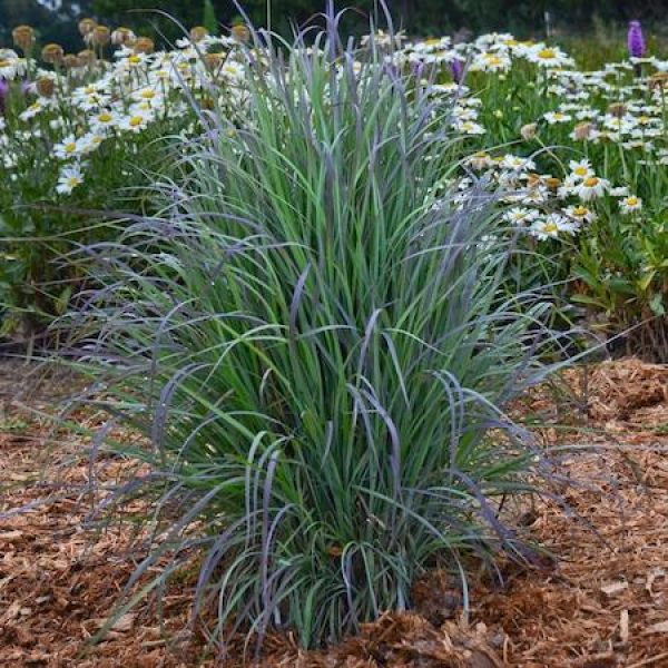 Schizachyrium scoparium 'Twilight Zone'