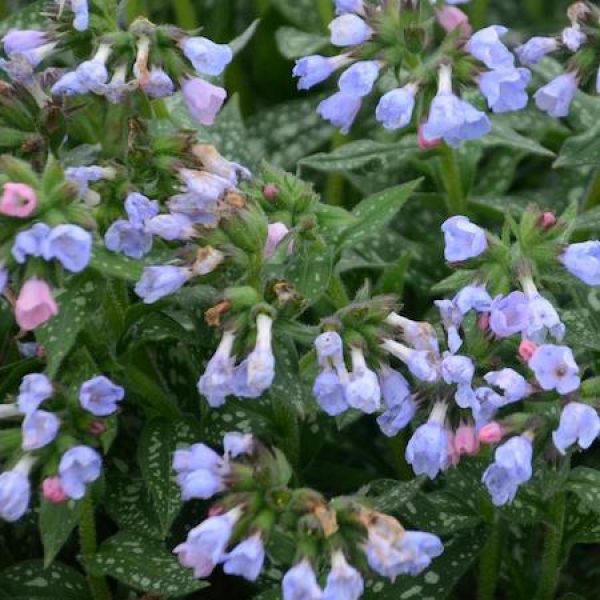Pulmonaria 'Twinkle Toes'