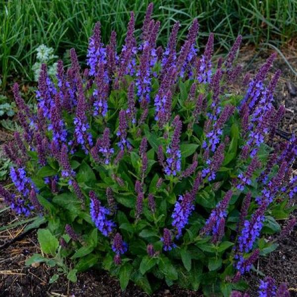 Salvia nemerosa 'Violet Profusion'