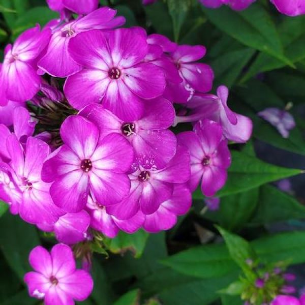 Phlox 'Volcano Purple with White Eye'