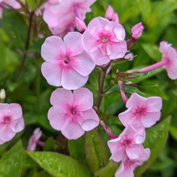 Phlox 'Volcano Pink with Dark Eye'