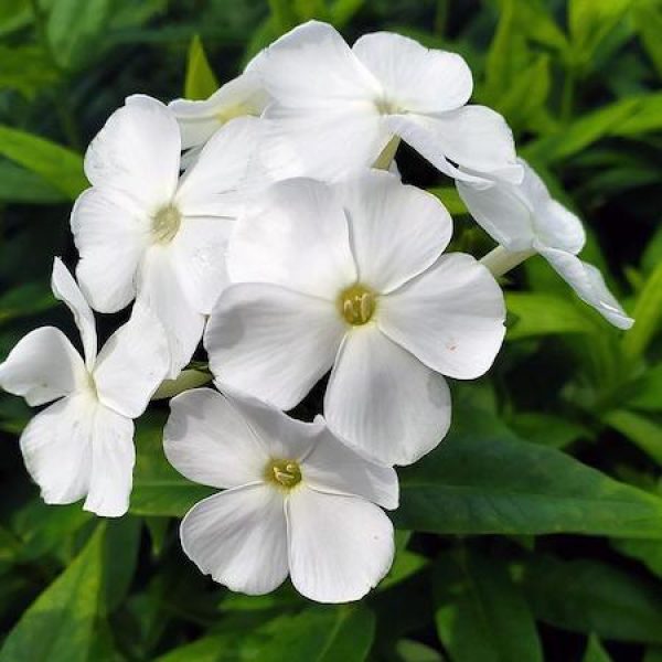 Phlox 'Volcano White'