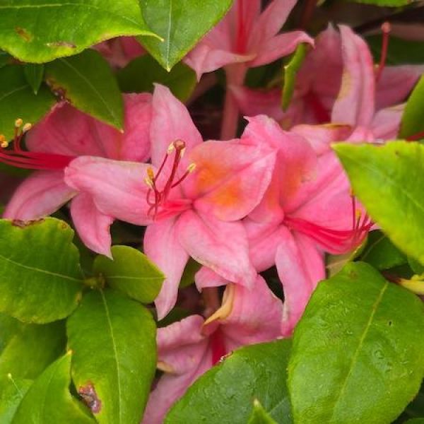 Azalea x 'Weston's Pennsylvania'