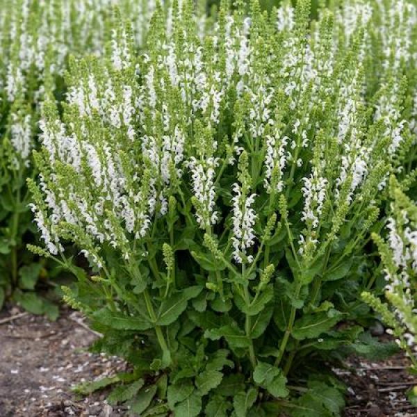 Salvia nemorosa 'White Profusion'