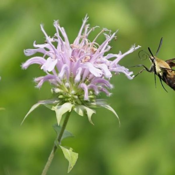 Monarda fistulosa