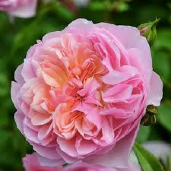 Rosa 'Anne Boleyn'