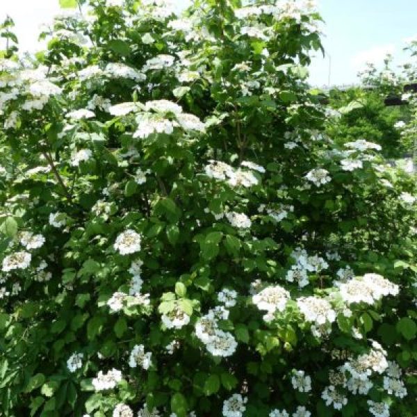 Viburnum dentatum