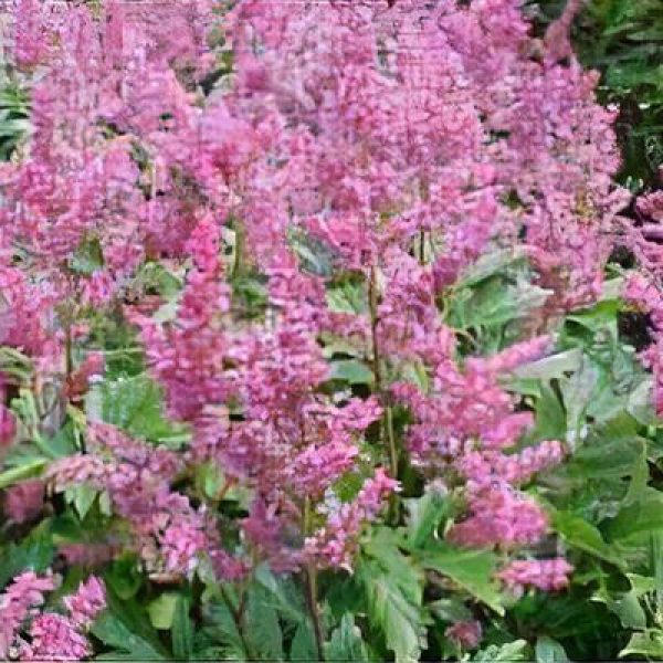 Astilbe chinensis 'Purple Candles'