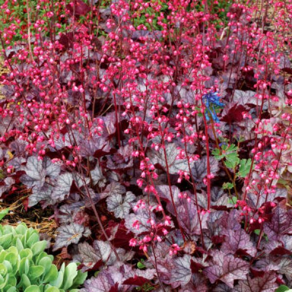 Heuchera villosa 'Autumn Bride'