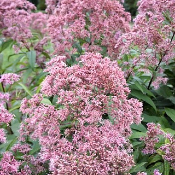 Eupatorium dubium 'Baby Joe'