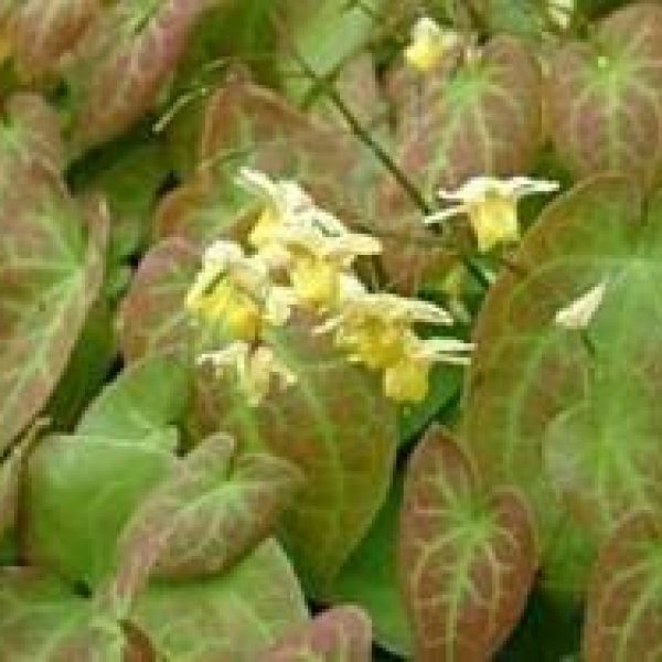 Epimedium versicolor 'Sulphureum'