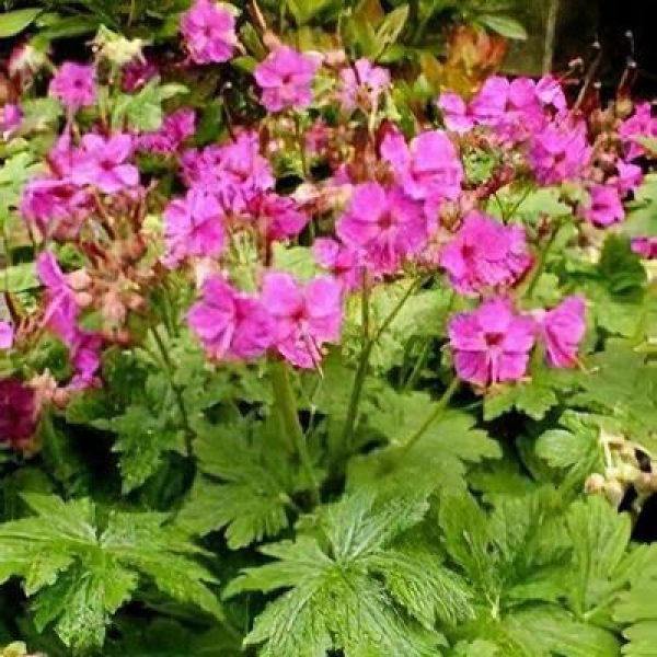 Geranium macrorrhizum 'Bevan's Variety'