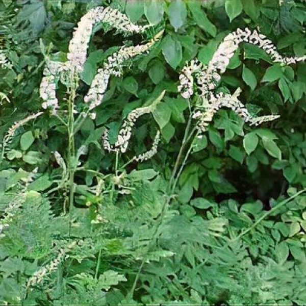 Actaea racemosa