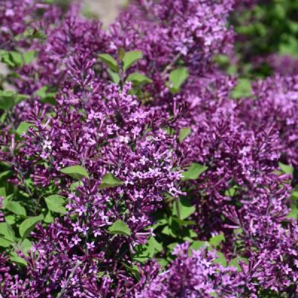 Syringa x Bloomerang Dark Purple