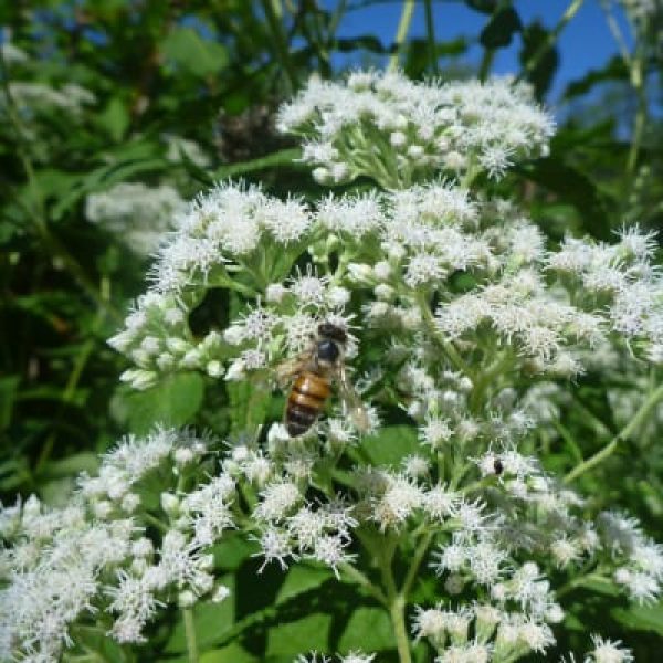Eupatorium perfoliatum