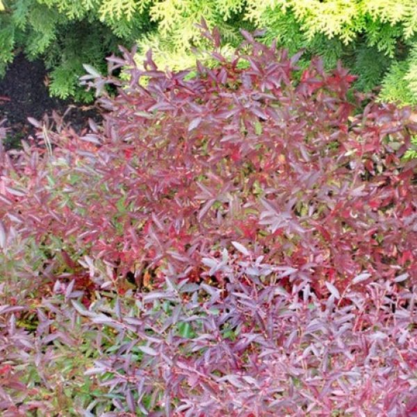 Vaccinium angustifolium 'Burgundy'