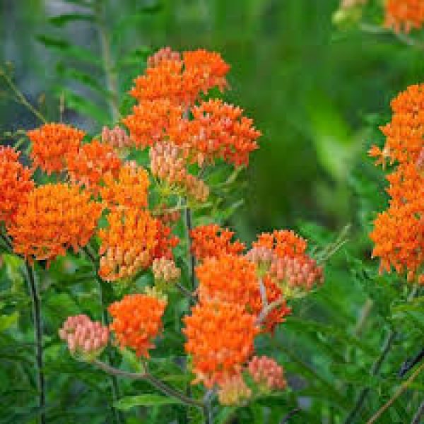 Asclepias tuberosa