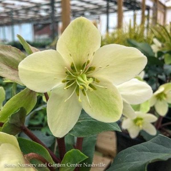 Helleborus x ericsmithii 'HGC Champion'