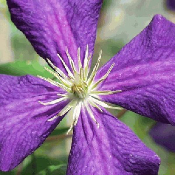 Clematis x 'Jackmanii Superba'