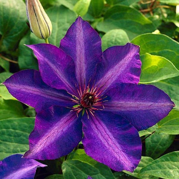 Clematis x 'The President'