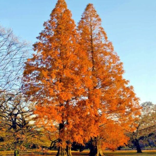 Metasequoia glyptostroboides