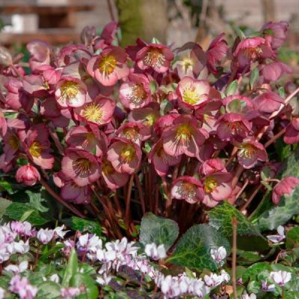Helleborus x Frostkiss Elemental