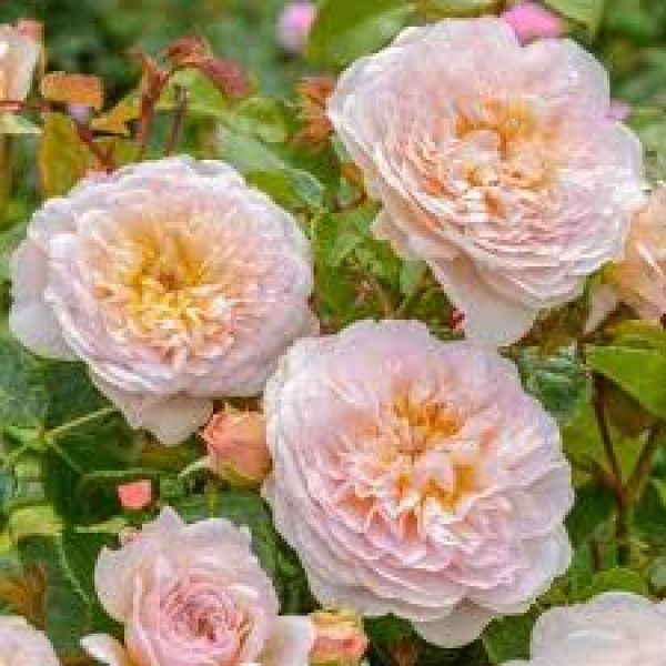 Rosa Emily Bronte