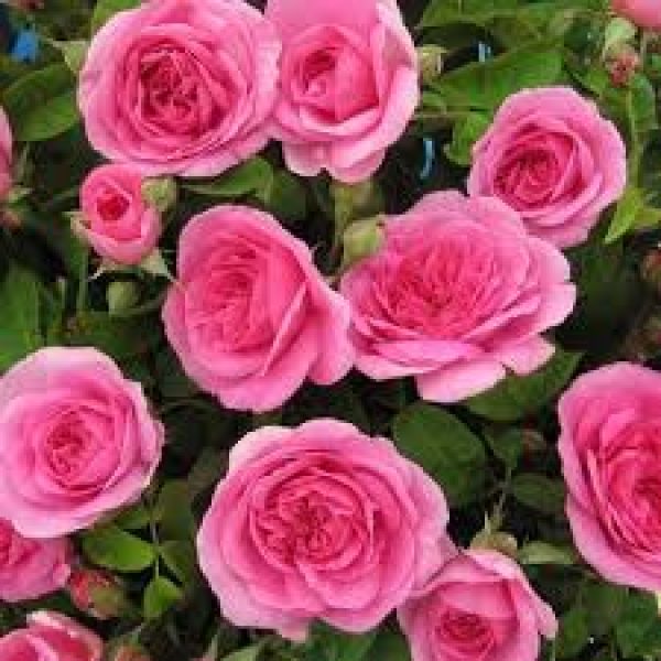 Rosa Gertrude Jekyll