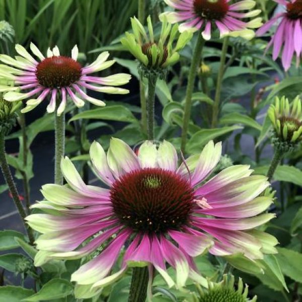 Echinacea purpurea 'Green Twister'