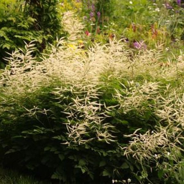 Aruncus x 'Misty Lace'