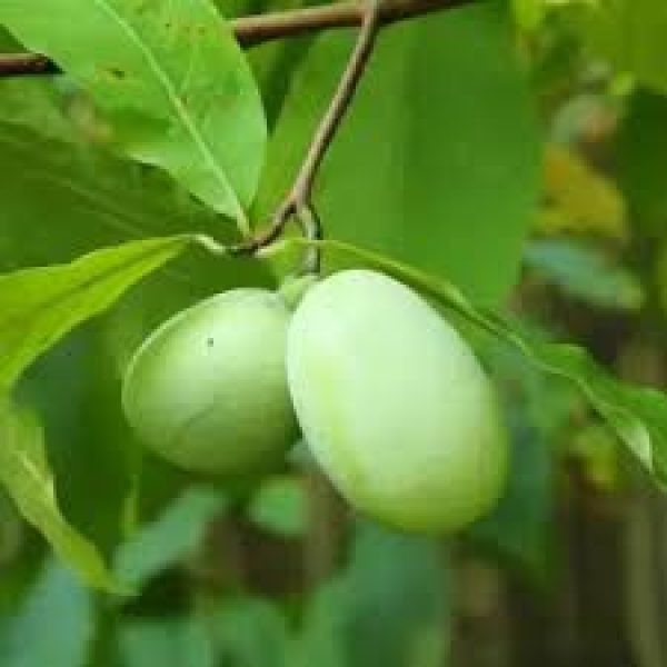 Asimina triloba