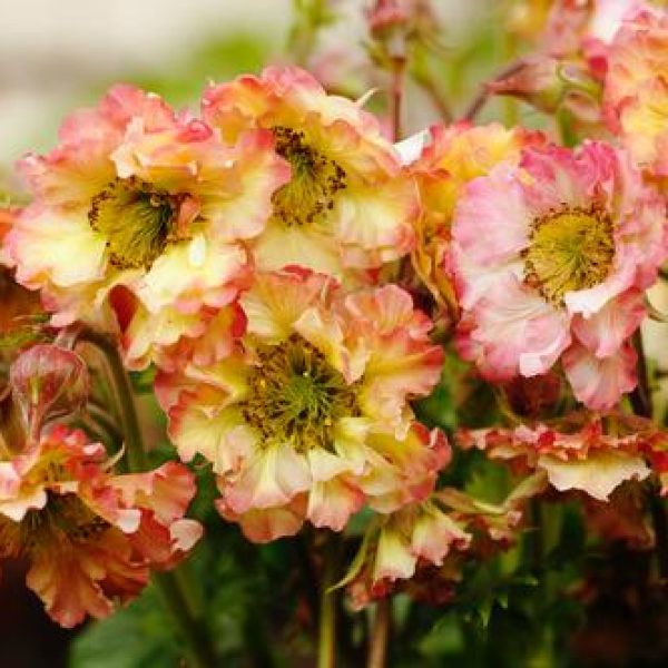 Geum 'Pretticoats Peach'