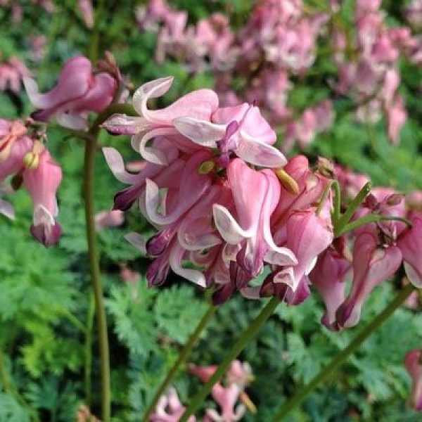 Dicentra x 'Pink Diamonds'