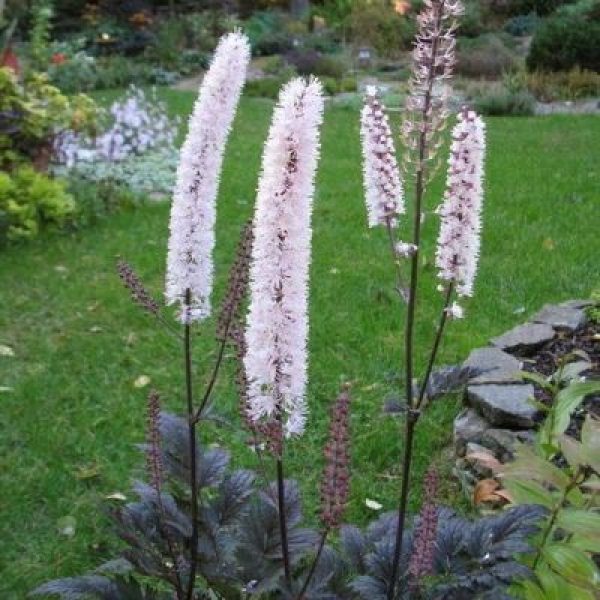 Actaea simplex 'Pink Spike'