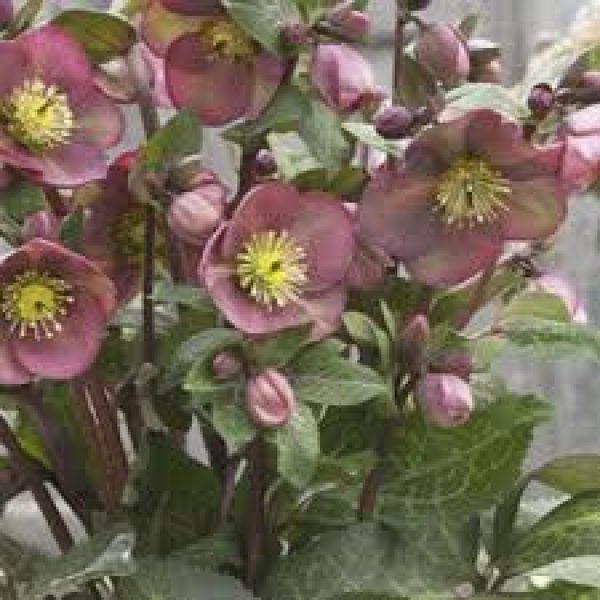 Helleborus Frostkiss 'Pippa's Purple'
