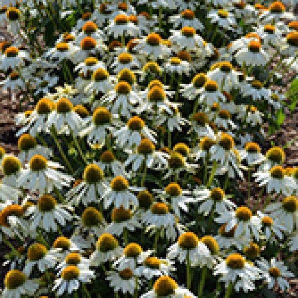 Echinacea purpurea 'PowWow White'